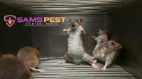Sams Mice Control Perth image 4